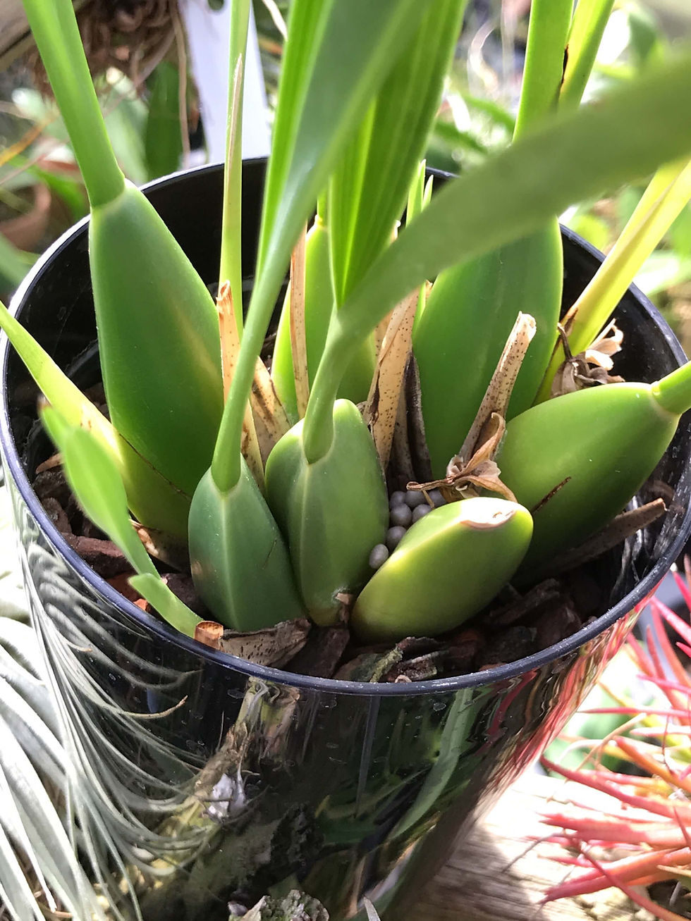 サムネイル： Osmoglossum pulchellum ,洋蘭,洋ラン,洋らん,育て方,種類,販売,通販,花言葉,インテリア,の種類写真,山野草,多肉植物,園芸,植物,動物,生物,Orchid,yahoo,facebook,amazon,楽天,Youtube,