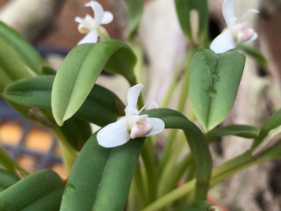 サムネイル： Cadetia taylori,洋蘭,洋ラン,洋らん,育て方,種類,販売,通販,花言葉,シンビジウム,の種類写真,山野草,多肉植物,エアープランツ,植物,動物,生物,Orchid,yahoo,facebook,amazon,楽天,Youtube,ニュ