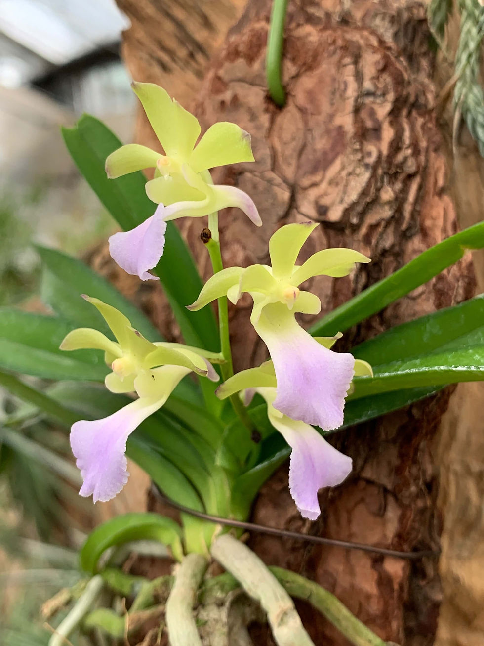 サムネイル： Vanda Kedah Bella (coelestis×vietnamica),洋蘭,洋ラン,洋らん,育て方,種類,販売,通販,熱帯植物,BORDER BREAK,Orchid,マツコ,ボタピー,東京,花屋,ボーダーブレイク,NHK,BRUTUS,