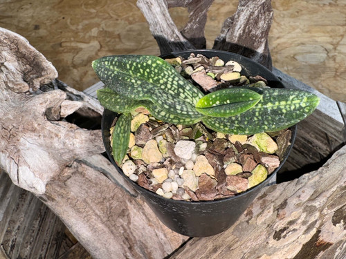 パフェオペディラム ミクランサム アルバ 大株 Paphiopedilum