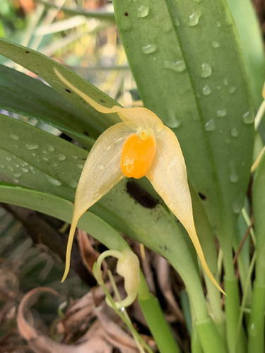 バルボフィラム アンキロチェレ Bulbophyllum ankylochele
