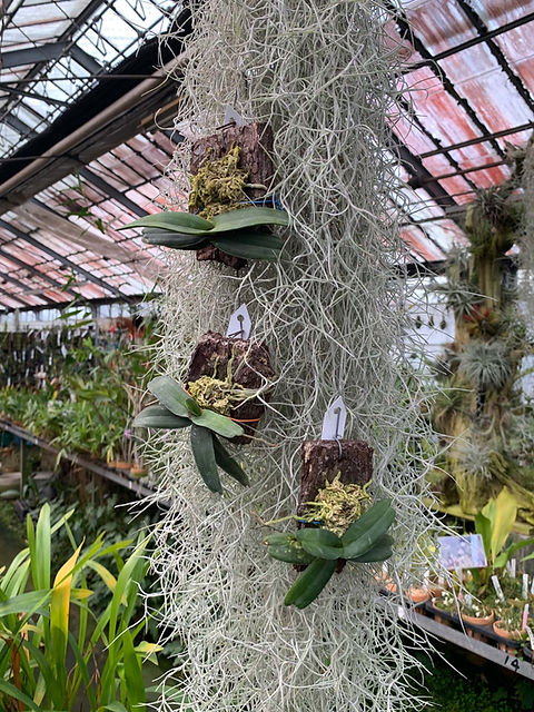 andinia pilosella 枝垂れ系ランシダ植物セット andinia pilosella