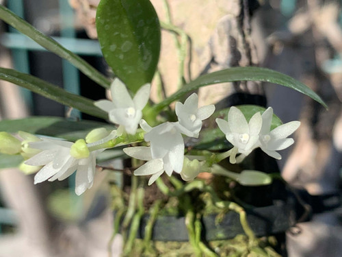 エランギス ハイアロイデス Aerangis hyaloides | nakato-orchids エランギス ハイアロイデス Aerangis hyaloides | nakato-orchids