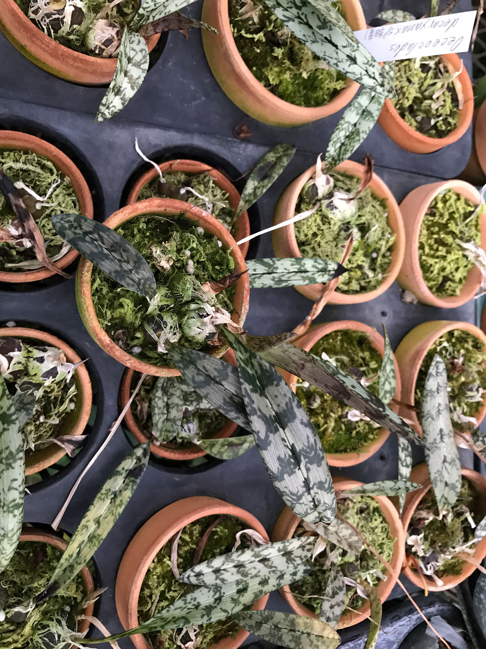 サムネイル： Oeceoclades decaryana×sp.細葉,洋蘭,洋ラン,洋らん,育て方,種類,販売,通販,花言葉,シンビジウム,の種類写真,山野草,多肉植物,エアープランツ,植物,動物,生物,猫,犬,yahoo,facebook,amazon,楽天,