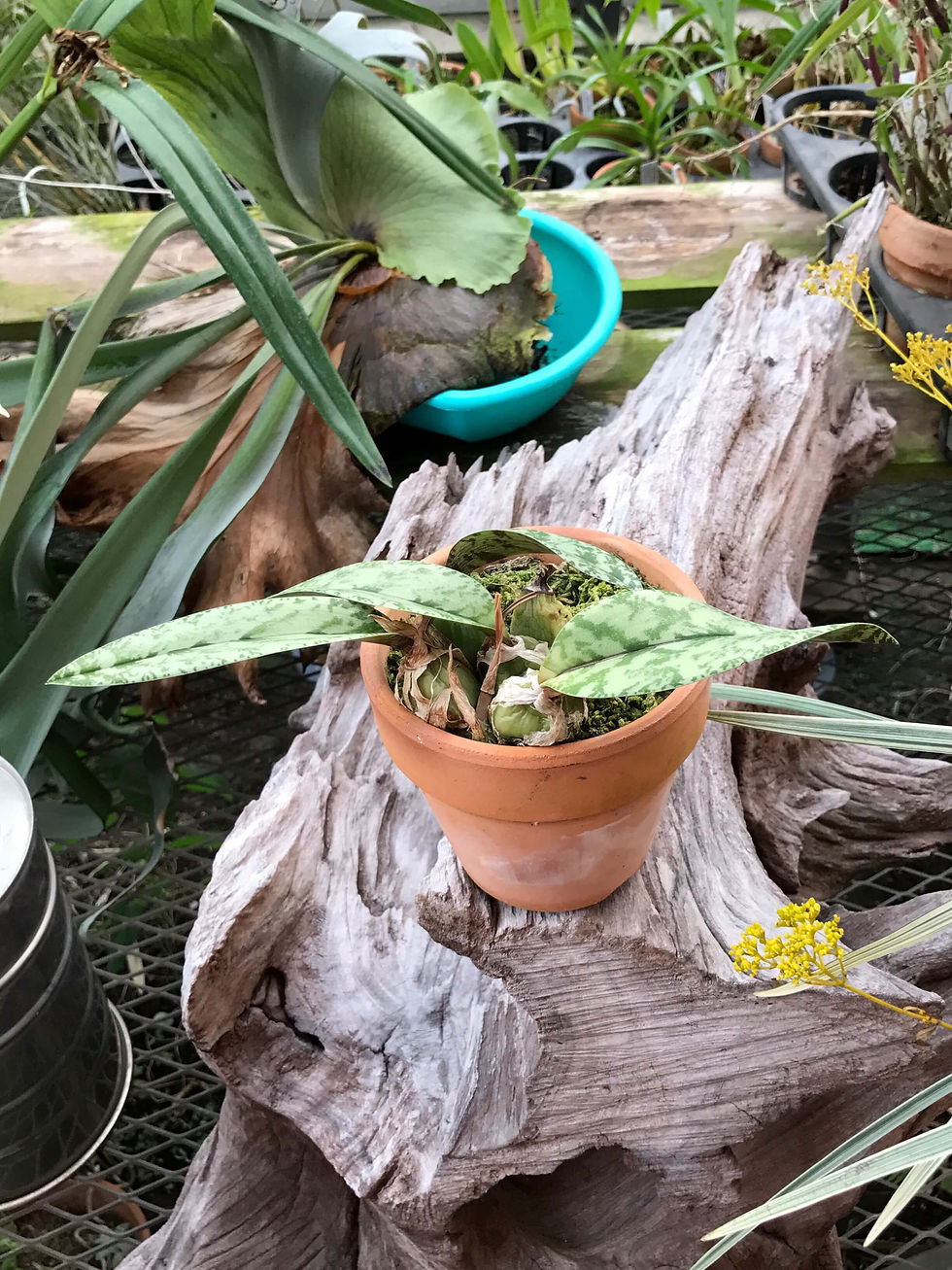 サムネイル： Oeceocladae decaryana,洋蘭,洋ラン,洋らん,育て方,種類,販売,通販,花言葉,シンビジウム,の種類写真,山野草,多肉植物,エアープランツ,植物,動物,生物,Orchid,yahoo,facebook,amazon,楽天,Yout