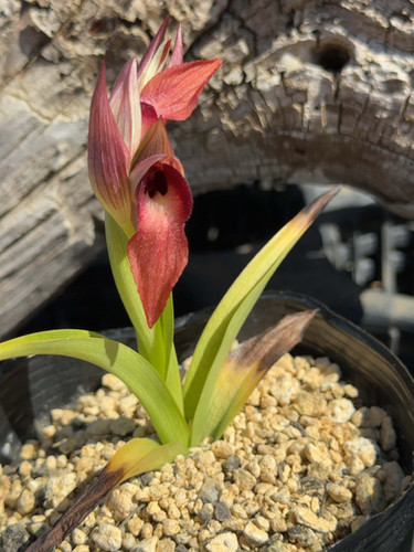透明標本 ウズラ・シラス・アナハゼ セラピアス ベルゴニー Serapias bergonii | nakato-orchids