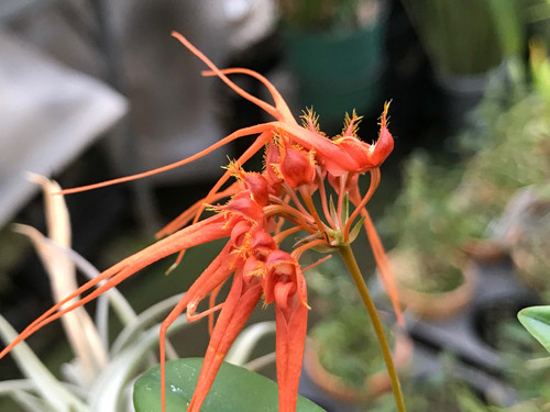 バルボフィラム シンバリアナムBulbophyllum tingabarianum | nakato