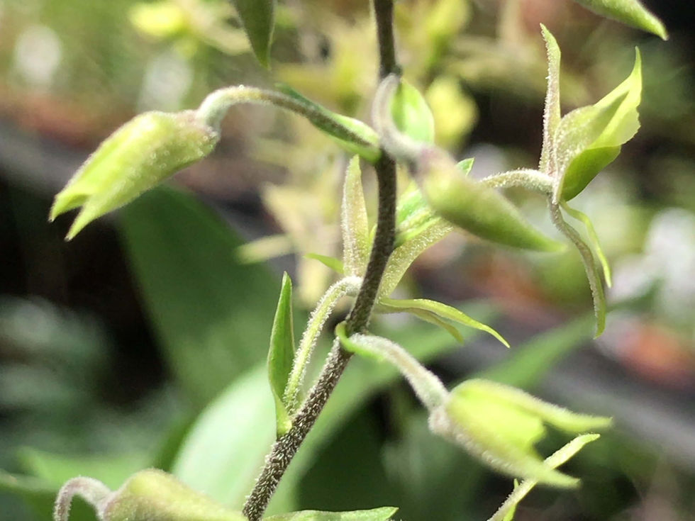 サムネイル： Lanium avicula,洋蘭,洋ラン,洋らん,育て方,種類,販売,通販,花言葉,how to grow,Orchid,yahoo,facebook,amazon,楽天,Youtube,ebay,BRUTUS,ブルータス,無印,Wiki,Goog