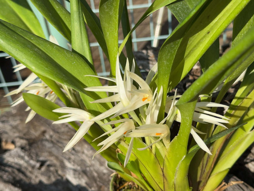 マキシラリア ブッチエニー Maxillaria buchtienii | nakato-orchids