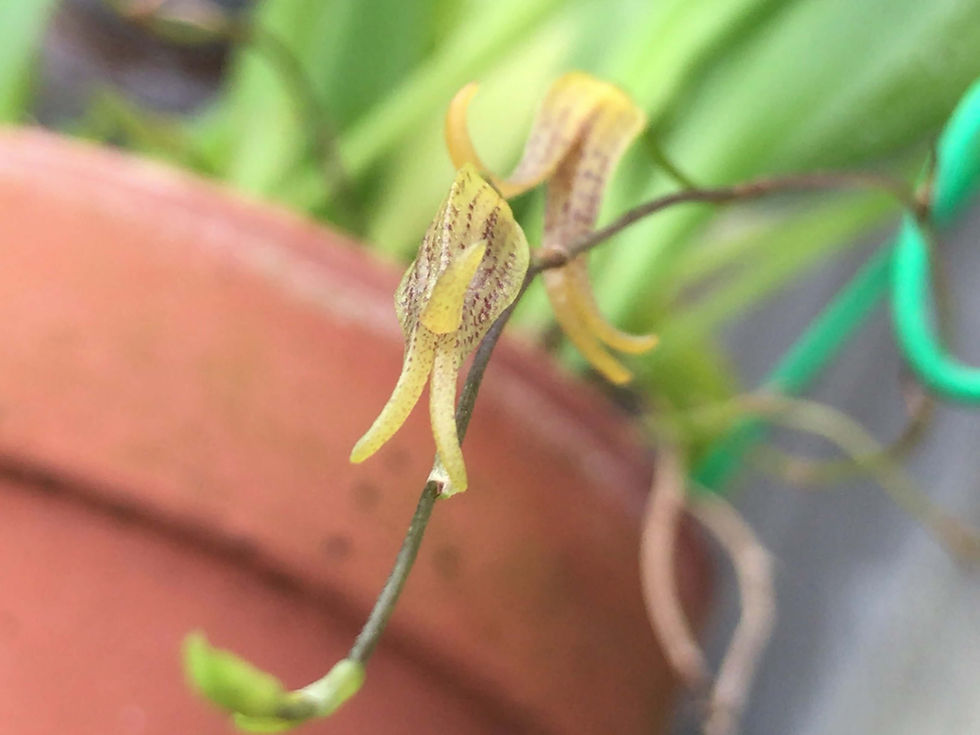 サムネイル： Pleurothallis tripterantha,洋蘭,洋ラン,洋らん,育て方,植物,販売,通販,花言葉,天下一植物界,花友フェスタ,THE BOTANICAL SHOW,花友フェスタ,Tokyo Botanical Meeting,東京,福岡,