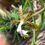 サムネイル： Epidendrum cristatum,洋蘭,洋ラン,洋らん,育て方,種類,販売,通販,花言葉,how to grow,Orchid,yahoo,facebook,amazon,楽天,Youtube,ebay,BRUTUS,ブルータス,無印,Wik