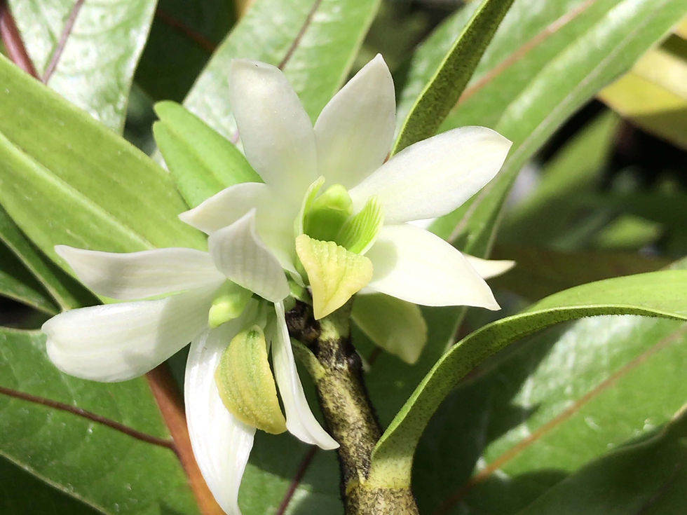 Dendrobium scabrilingue,洋蘭,洋ラン,洋らん,育て方,種類,販売,通販,花言葉,インテリア,の種類写真,山野草,多肉植物,園芸,植物,動物,生物,Orchid,yahoo,facebook,amazon,楽天,Youtube,