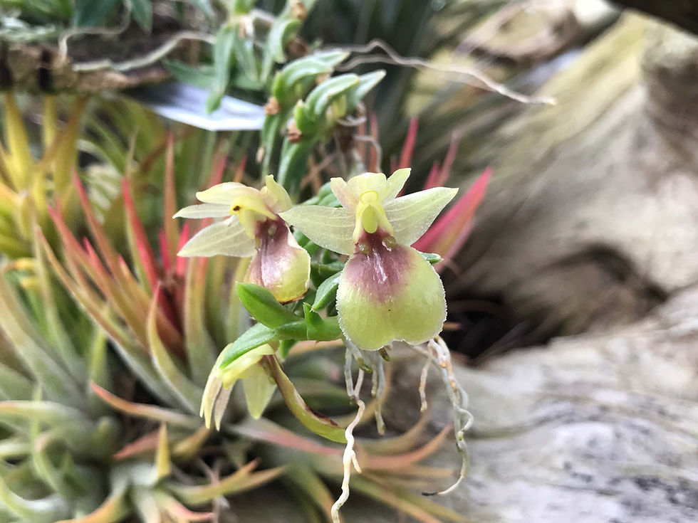 サムネイル： Epidendrum ivanportillae,洋蘭,洋ラン,洋らん,育て方,種類,販売,通販,花言葉,Orchids,flower,花屋,アクア,多肉植物,癒し,趣味の園芸,パルダリウム,plants,インテリア,Wiki,ebay,