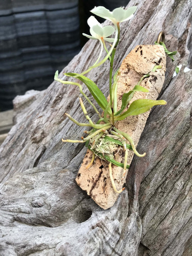 エランギス ルテオアルバ ロードスティオタ Aerangis Luteo Alba Var Rhodostiota Nakato Orchids エランギス ルテオアルバ ロードスティオタ Aerangis Luteo Alba Var Rhodostiota Nakato Orchids