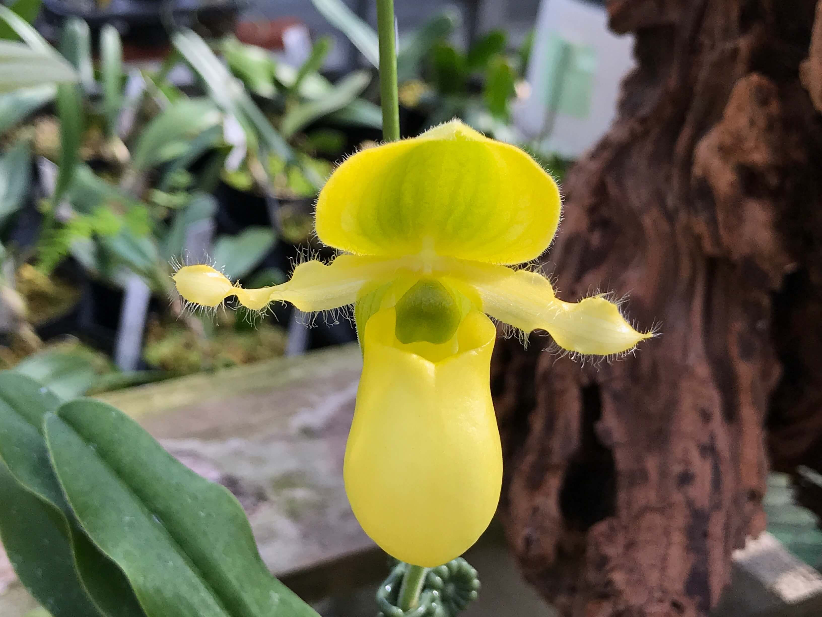 Paphiopedilum primulinum,洋蘭,洋ラン,洋らん,育て方,種類,販売,通販,花言葉,インテリア,の種類写真,山野草,多肉植物,園芸,植物,動物,生物,Orchid,yahoo,facebook,amazon,楽天,Youtube