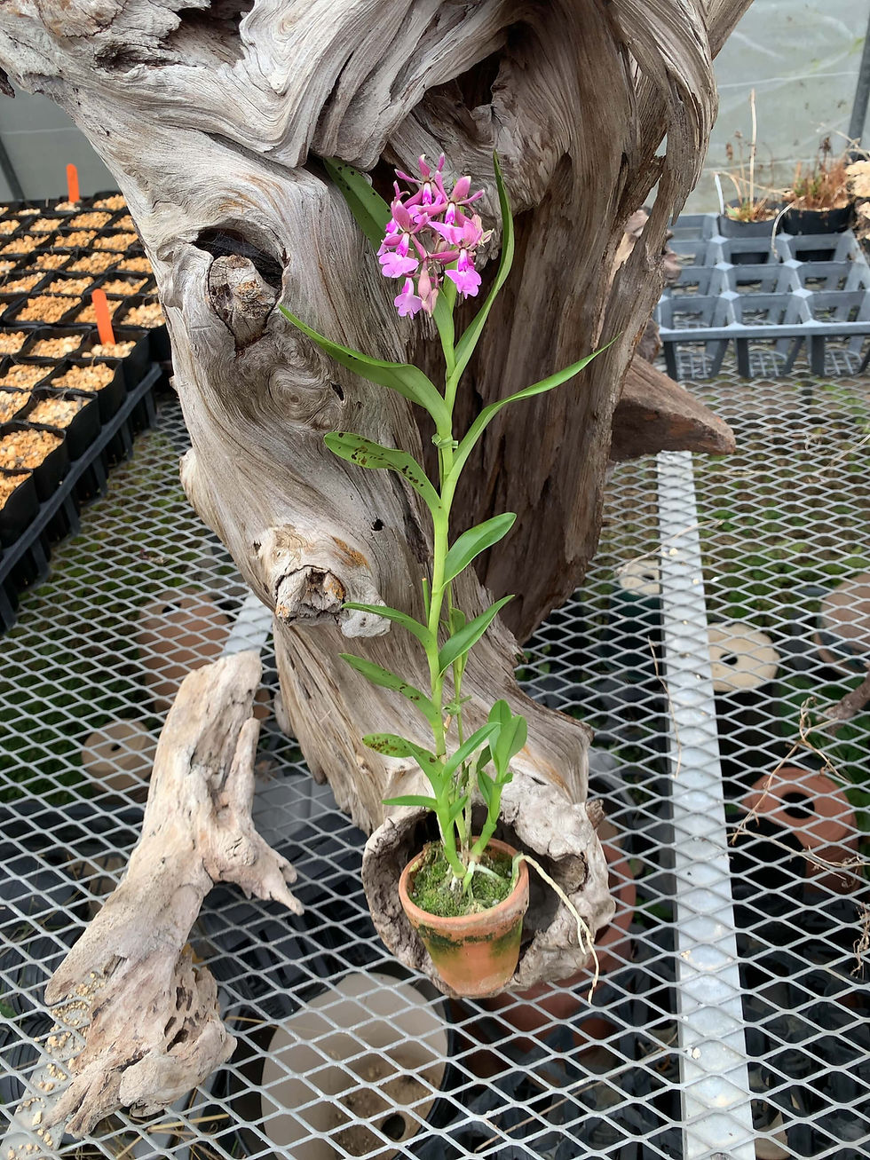 サムネイル： Epidendrum revolutum,洋蘭,洋ラン,洋らん,育て方,植物,販売,通販,花言葉,人気,Orchid,กล้วยไม้,Orchidée,China, America,Asia,EU,USA,Euro,flower,Shop,sell