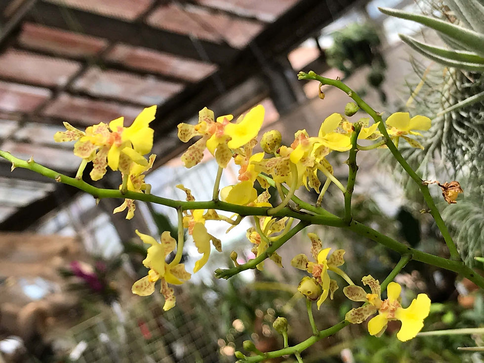 サムネイル： Oncidium sp 棒蘭タイプの大型種,洋蘭,洋ラン,洋らん,育て方,種類,販売,通販,花言葉,how to grow,Orchid,珍奇植物,ボタピー,東京,楽天,Youtube,ebay,BRUTUS,ブルータス,大田市場,Wiki,Goog