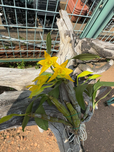 デンドロビューム トリゴノプス Dendrobium trigonopus | nakato-orchids