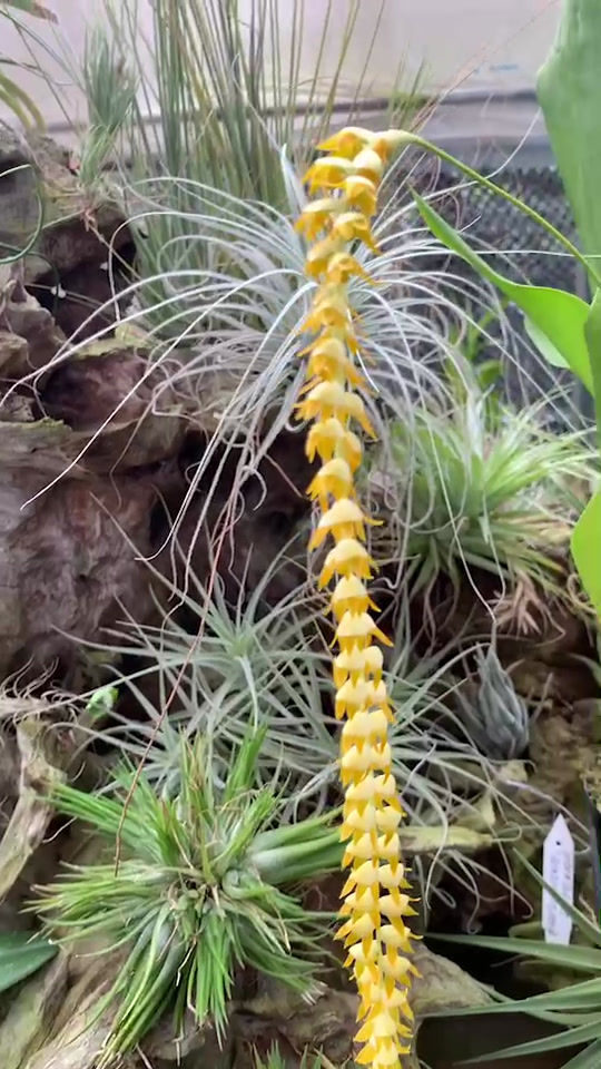 サムネイル： Dendrochilum longifolium,洋蘭,洋ラン,洋らん,育て方,植物,販売,通販,花言葉,芸能人,Orchid,กล้วยไม้,Orchidée,ツイッター,花屋,Orquídea,インスタグラム,Instagram,Twitter