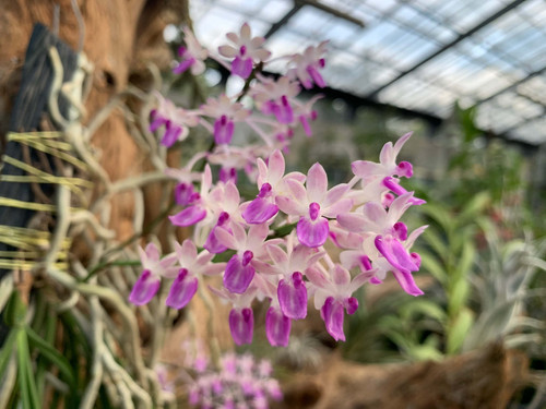 セイデンファデニア ミトラタ Seidenfadenia mitrata プラ木目板