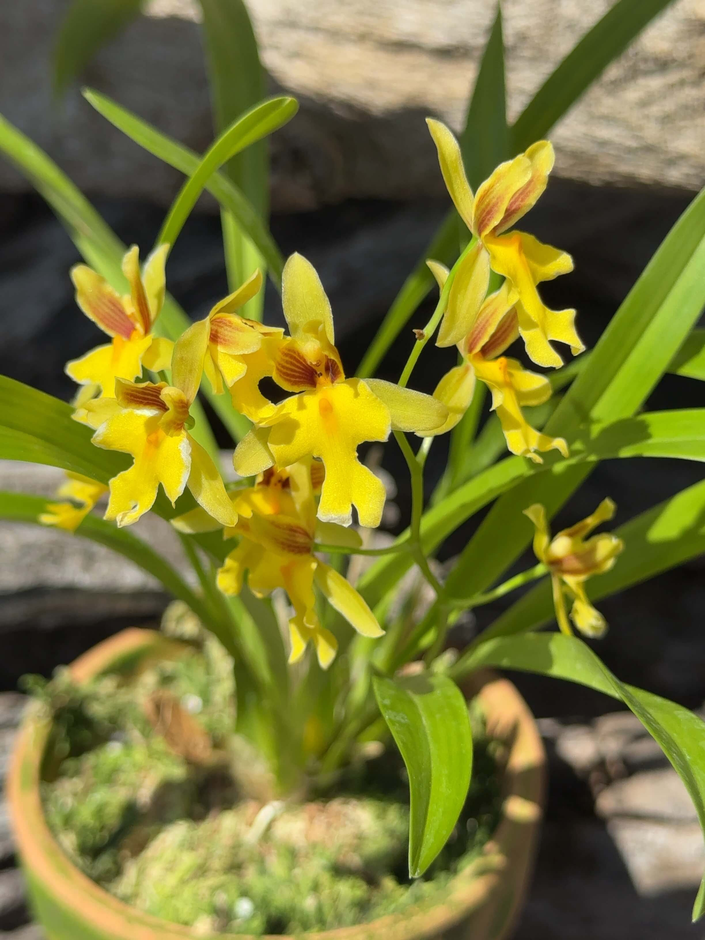 Mexicacola ghiesbreghtianum,洋蘭,洋ラン,洋らん,育て方,種類,販売,通販,花言葉,how to grow,Orchid,yahoo,facebook,amazon,楽天,Youtube,ebay,BRUTUS,ブルータス