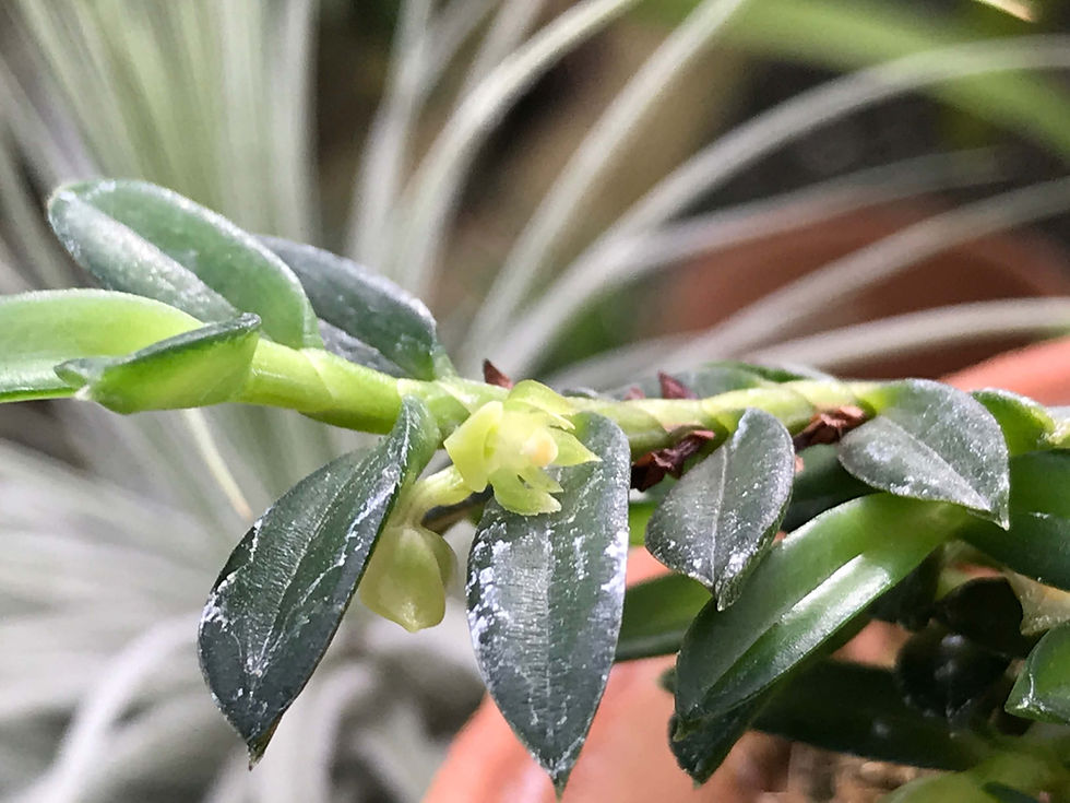サムネイル： Adenocos sp.,洋蘭,洋ラン,洋らん,育て方,種類,販売,通販,花言葉,Orchids,flower,熱帯魚,アクア,多肉植物,癒し,ゲーム,アプリ,趣味の園芸,旅行,plants,インテリア,Wiki,ebay,