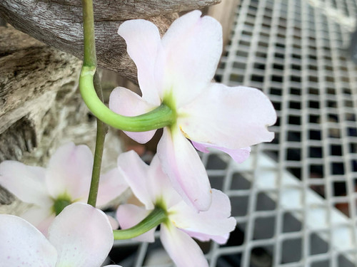 クイツラジナ デンデュラ Cuitlauzina pendula | nakato-orchids
