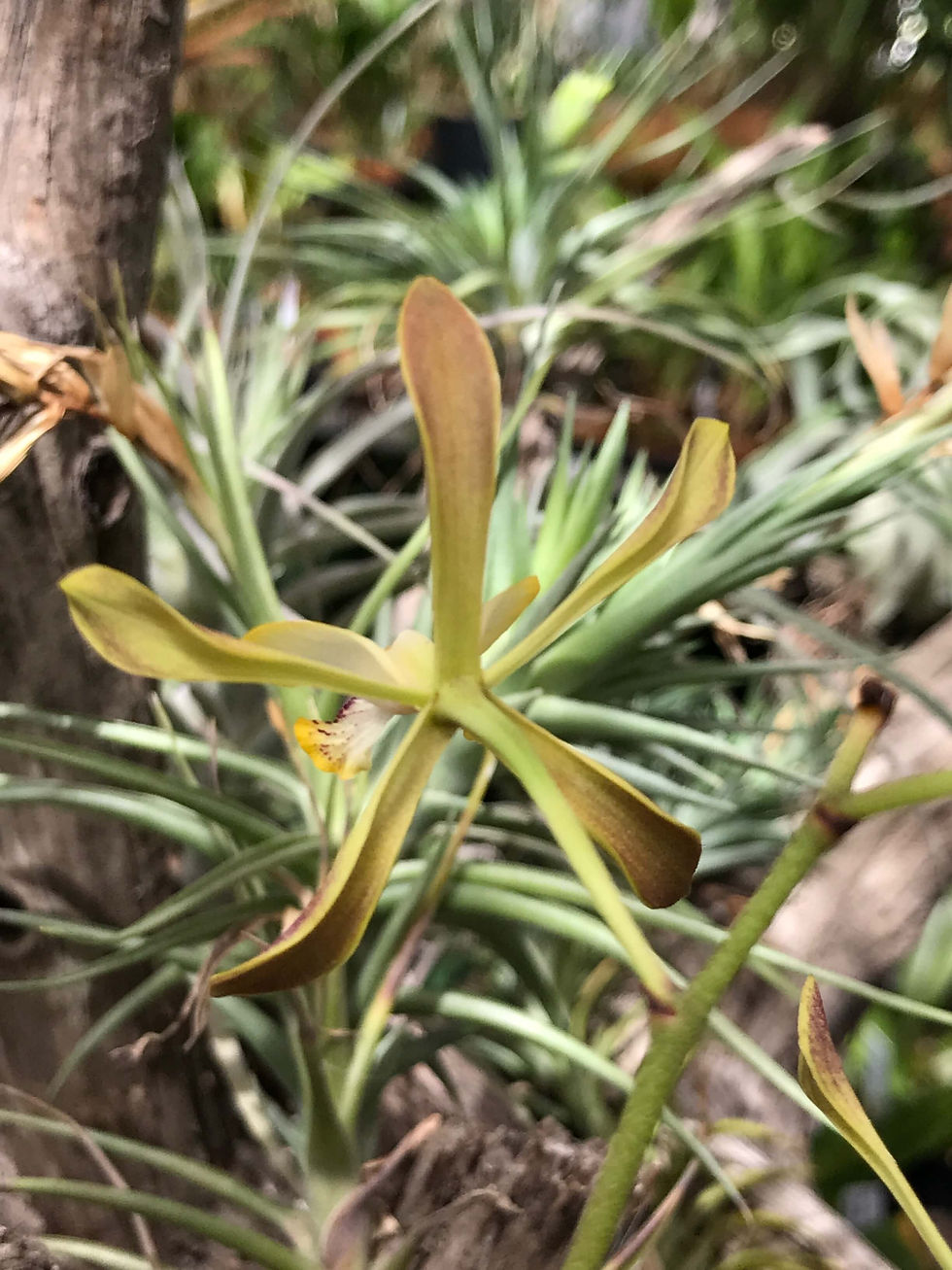 サムネイル： エンシクリア　アラタ　Encyclia alata