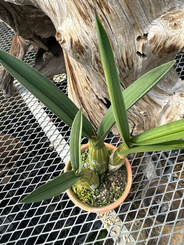 ユーロフィア ペテルシー Eulophia petersii | nakato-orchids