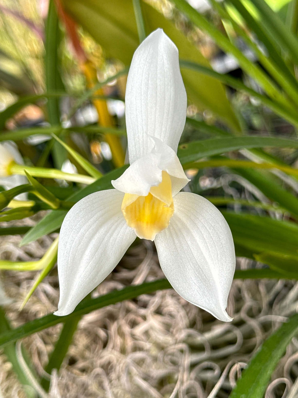 【洋書】フィリピン産ラン科植物 洋書】フィリピン産ラン科植物