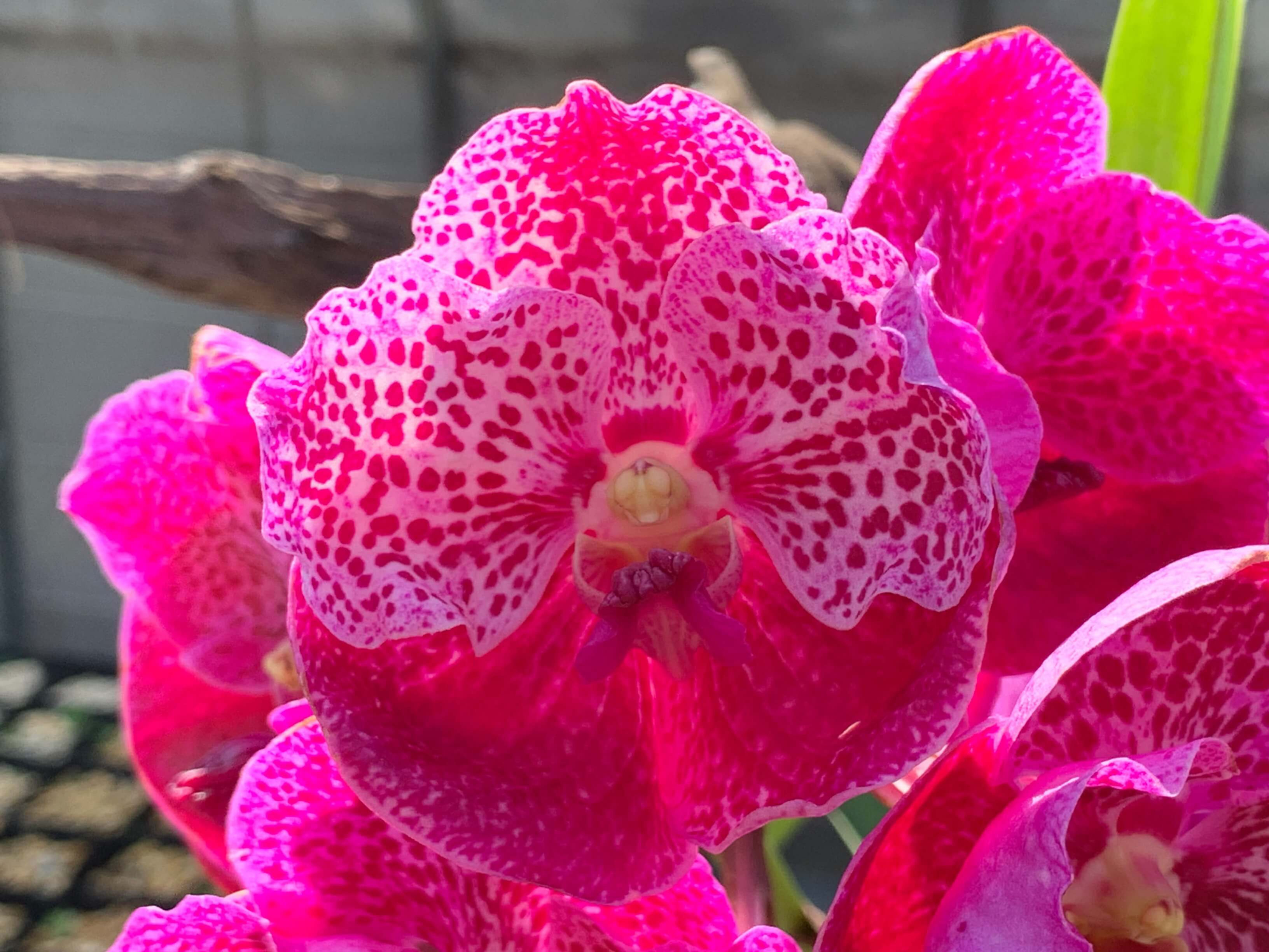 Vanda Brighton'Ruby Jewel`,洋蘭,洋ラン,洋らん,育て方,植物,販売,通販,花言葉,人気,Orchid,กล้วยไม้,Orchidée,China, America,Asia,EU,USA,Euro,flower,Sho