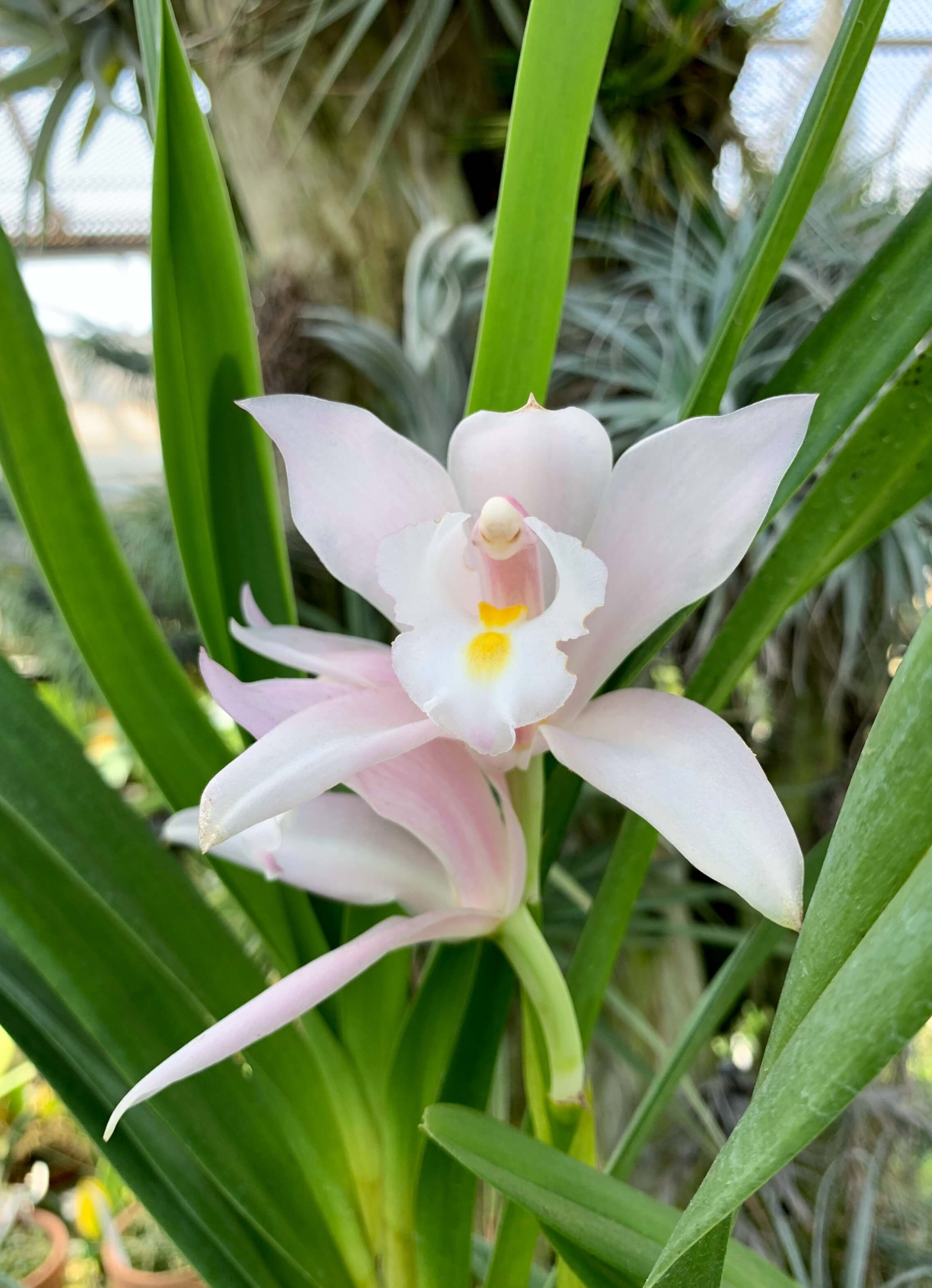 Cymbidium wadae,洋蘭,洋ラン,洋らん,育て方,植物,販売,通販,花言葉,芸能人,Orchid,กล้วยไม้,Orchidée,ツイッター,花屋,Orquídea,インスタグラム,Instagram,Twitter,イベント,フェア