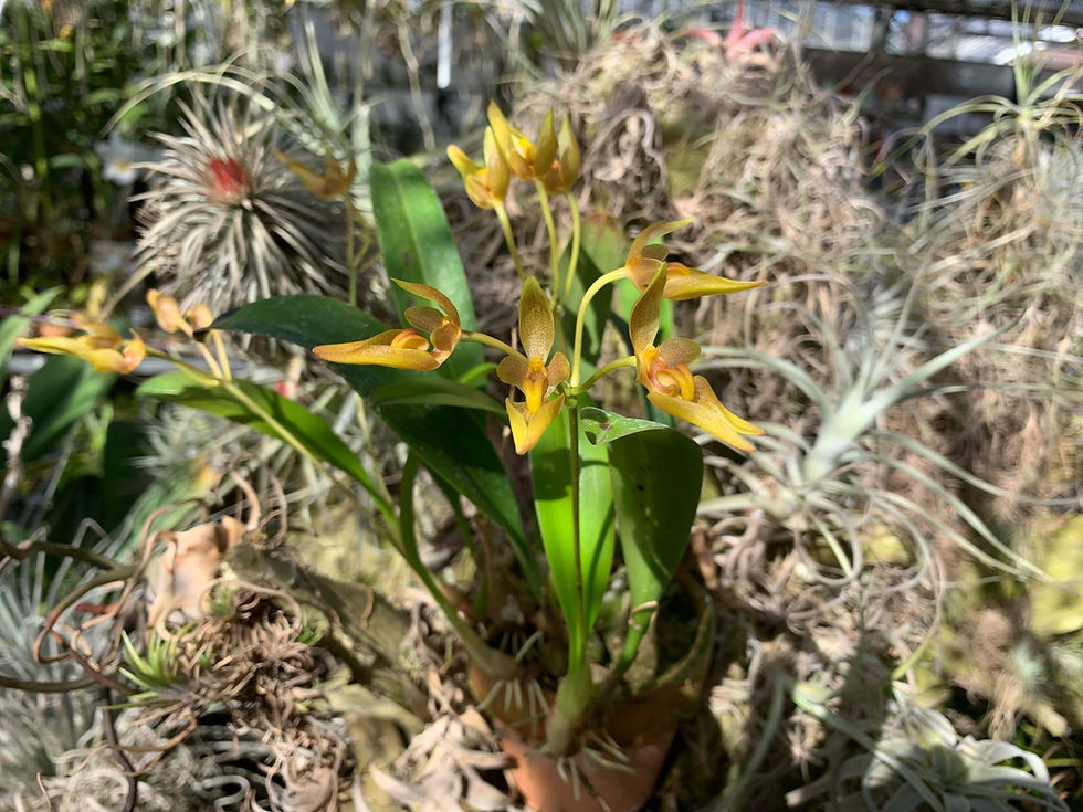 洋蘭原種］Bulb. sumatranum Shopその他の色 | nakato-orchids