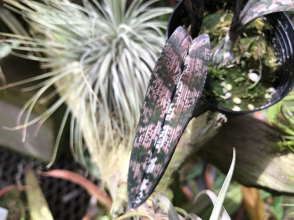 サムネイル： Oeceoclades spathulifera,洋蘭,洋ラン,洋らん,育て方,種類,販売,通販,花言葉,インテリア,の種類写真,山野草,多肉植物,園芸,植物,動物,生物,Orchid,yahoo,facebook,amazon,楽天,Youtube