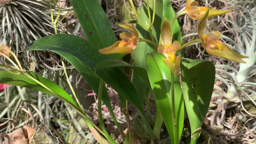 バルボフィラム 不明種 805 Bulbophyllum sp.805（ベトナム産