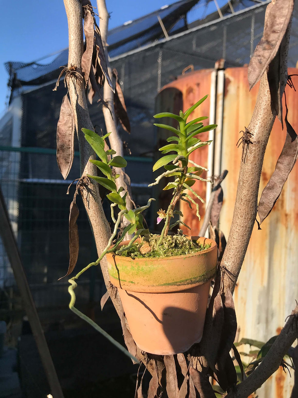 サムネイル： Pelatanthera insctifera,洋蘭,洋ラン,洋らん,育て方,種類,販売,通販,花言葉,how to grow,Orchid,yahoo,facebook,amazon,楽天,Youtube,ebay,BRUTUS,ブルータス,無印