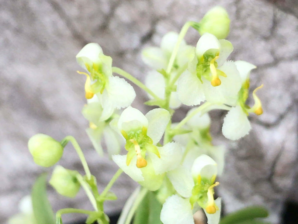 サムネイル： Zygostates alleniana,洋蘭,洋ラン,洋らん,育て方,種類,販売,通販,花言葉,how to grow,Orchid,珍奇植物,ボタピー,東京,楽天,Youtube,ebay,BRUTUS,ブルータス,大田市場,Wiki,Googl