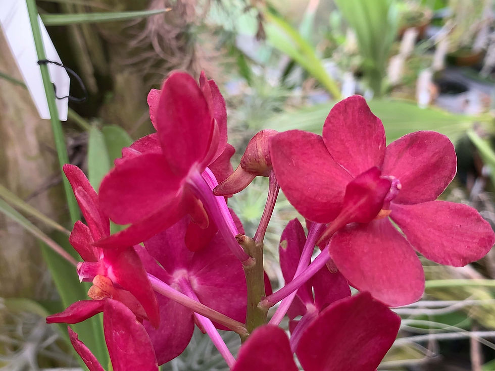 サムネイル： Vanda Roll on Red,洋蘭,洋ラン,洋らん,育て方,種類,販売,通販,Shop,sell,plant,Orchids,News,Africa,China, America,Asia,EU,USA,Euro,flower,Thailand