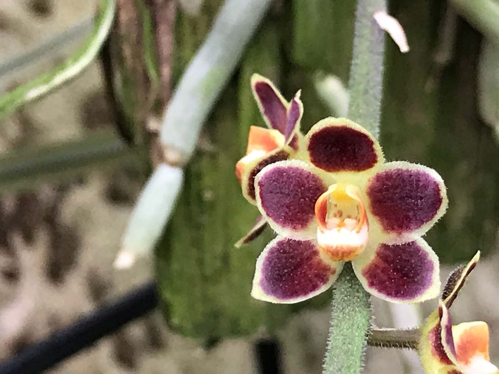 サムネイル： Chiloschista lunifera,洋蘭,洋ラン,洋らん,育て方,種類,販売,通販,熱帯植物,BORDER BREAK,Orchid,マツコ,ボタピー,東京,花屋,ボーダーブレイク,NHK,BRUTUS,ブルータス,Wiki,Google