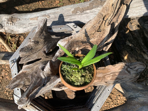 クレイソセントロン アバシー Cleisocentron abasii | nakato-orchids