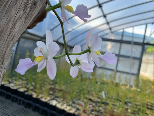 クイツラジナ デンデュラ Cuitlauzina pendula | nakato-orchids