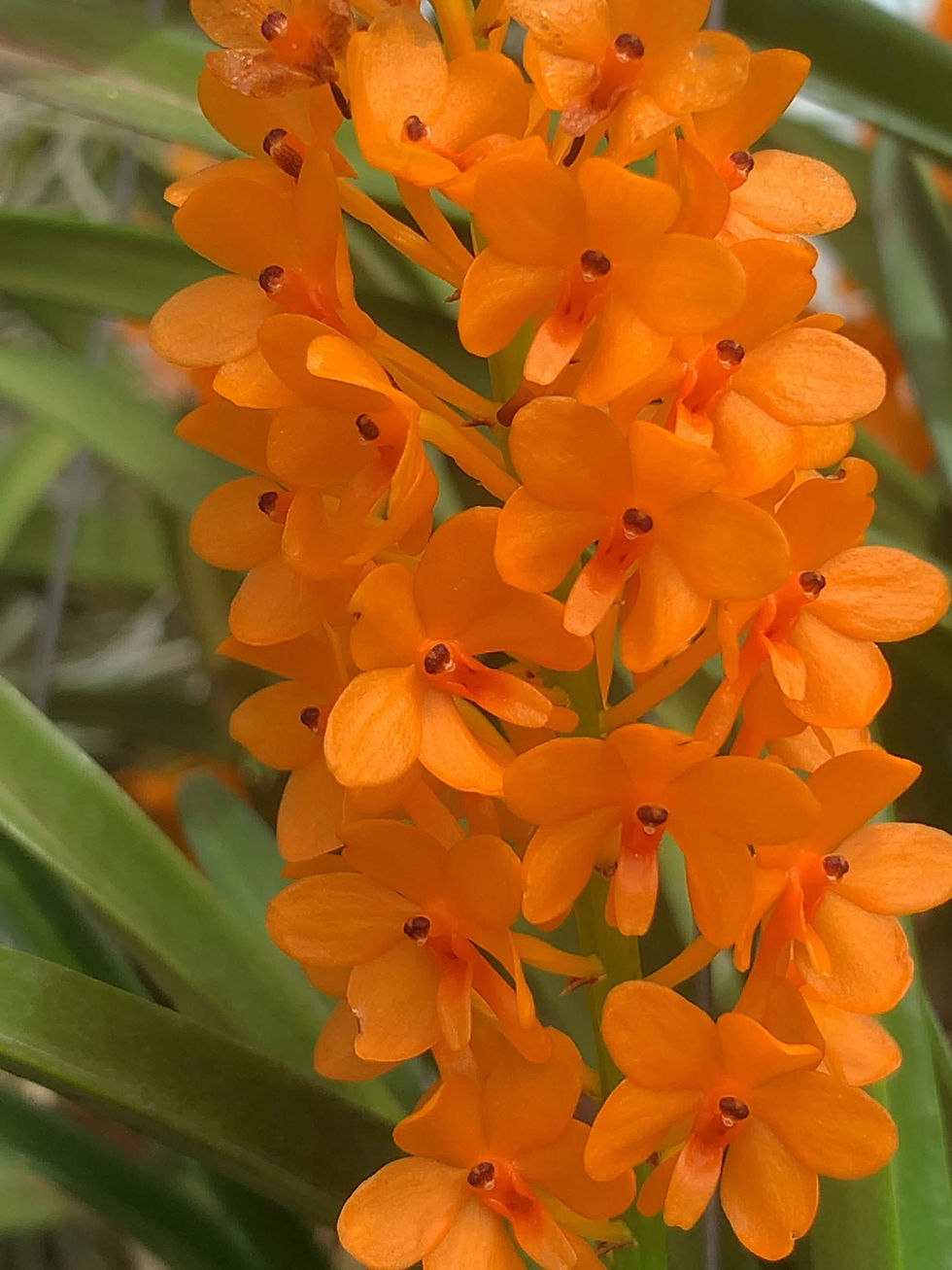 サムネイル： Vanda miniata,洋蘭,洋ラン,洋らん,育て方,種類,販売,通販,蘭友会,全日本蘭協会,ツイッター,BORDER BREAK,ボーダーブレイク,インスタグラム,Instagram,Twitter,イベント,フェア,東京,福岡,神奈川,,,,