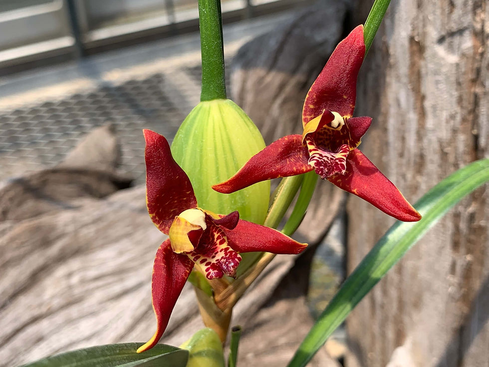 洋蘭原種　Max.tenuifolia Maxillaria tenuifolia - 