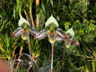 写真を追加しました。We up new photos!（世界らん展・東京ドーム）