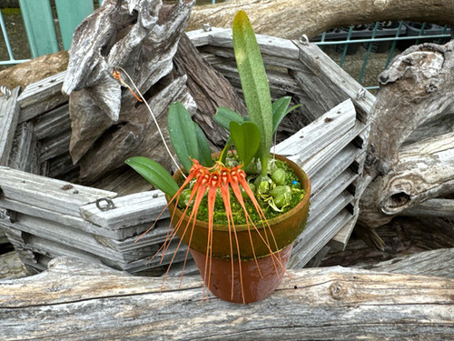 バルボフィラム シンバリアナム Bulbophyllum tingabarianum | nakato