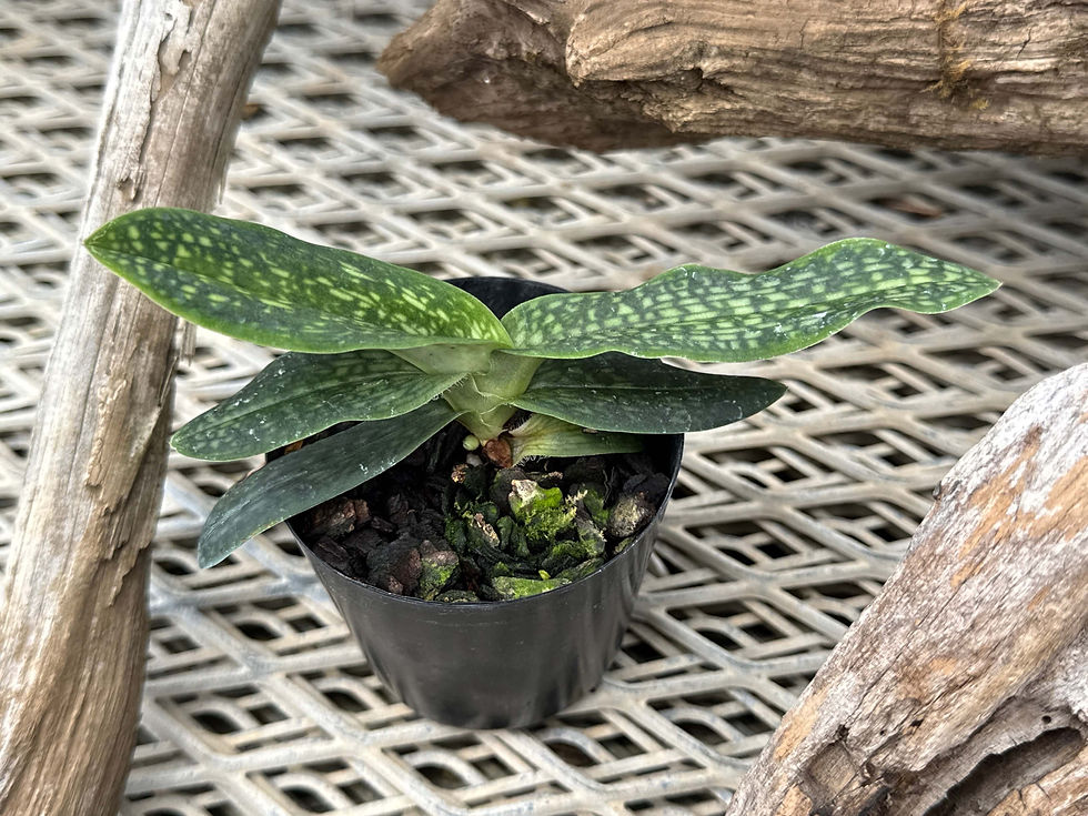 サムネイル： Paphiopedilum Fanaticum fma. album ,洋蘭,洋ラン,洋らん,育て方,植物,販売,通販,花言葉,芸能人,Orchid,กล้วยไม้,Orchidée,ボタニカル,花屋,Orquídea,インスタグラム,Instag