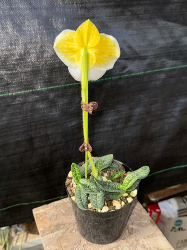 パフェオペディラム ミクランサム アルバ 中株 Paphiopedilum