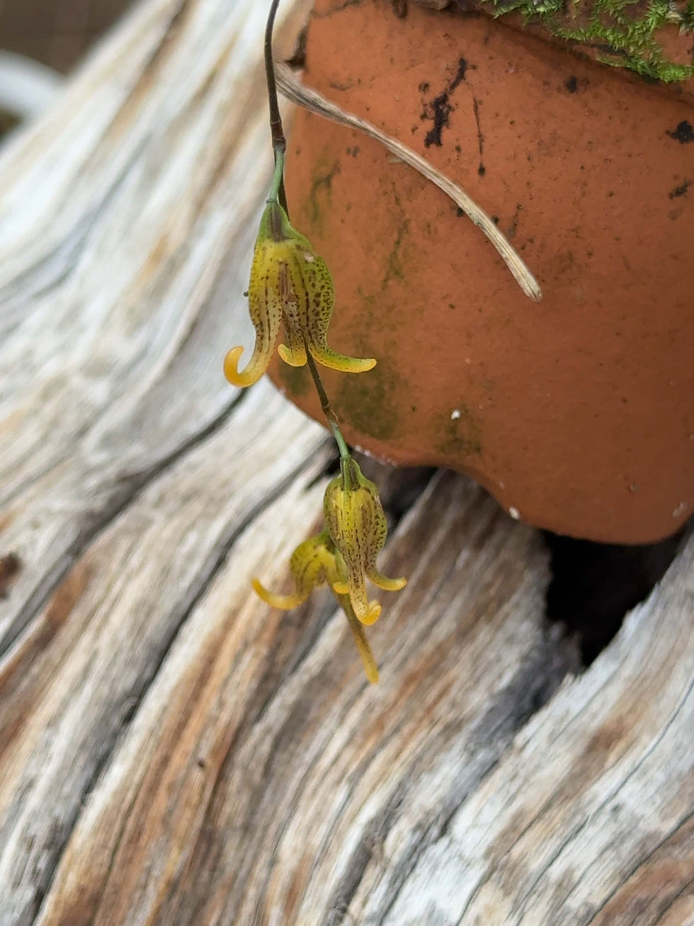 サムネイル： Pleurothallis tripterantha,洋蘭,洋ラン,洋らん,育て方,植物,販売,通販,花言葉,天下一植物界,花友フェスタ,THE BOTANICAL SHOW,花友フェスタ,Tokyo Botanical Meeting,東京,福岡,