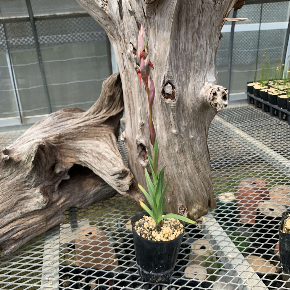 サムネイル： Serapias vomeracea No.1,洋蘭,洋ラン,洋らん,育て方,種類,販売,通販,熱帯植物,BORDER BREAK,Orchid,マツコ,ボタピー,東京,花屋,ボーダーブレイク,世界らん展,東京ドーム