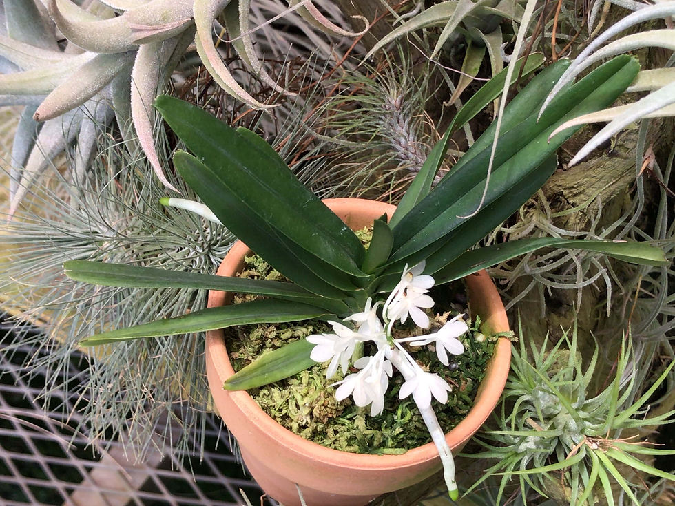 サムネイル： Ascocentrum ampullaceum fma alba,洋蘭,洋ラン,洋らん,育て方,種類,販売,通販,熱帯植物,BORDER BREAK,Orchid,マツコ,ボタピー,東京,花屋,ボーダーブレイク,NHK,BRUTUS,ブルータス,Wi